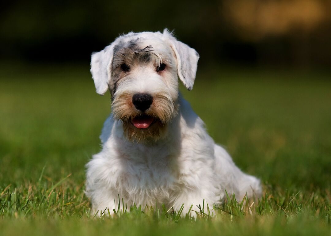 #37. Sealyham terriers